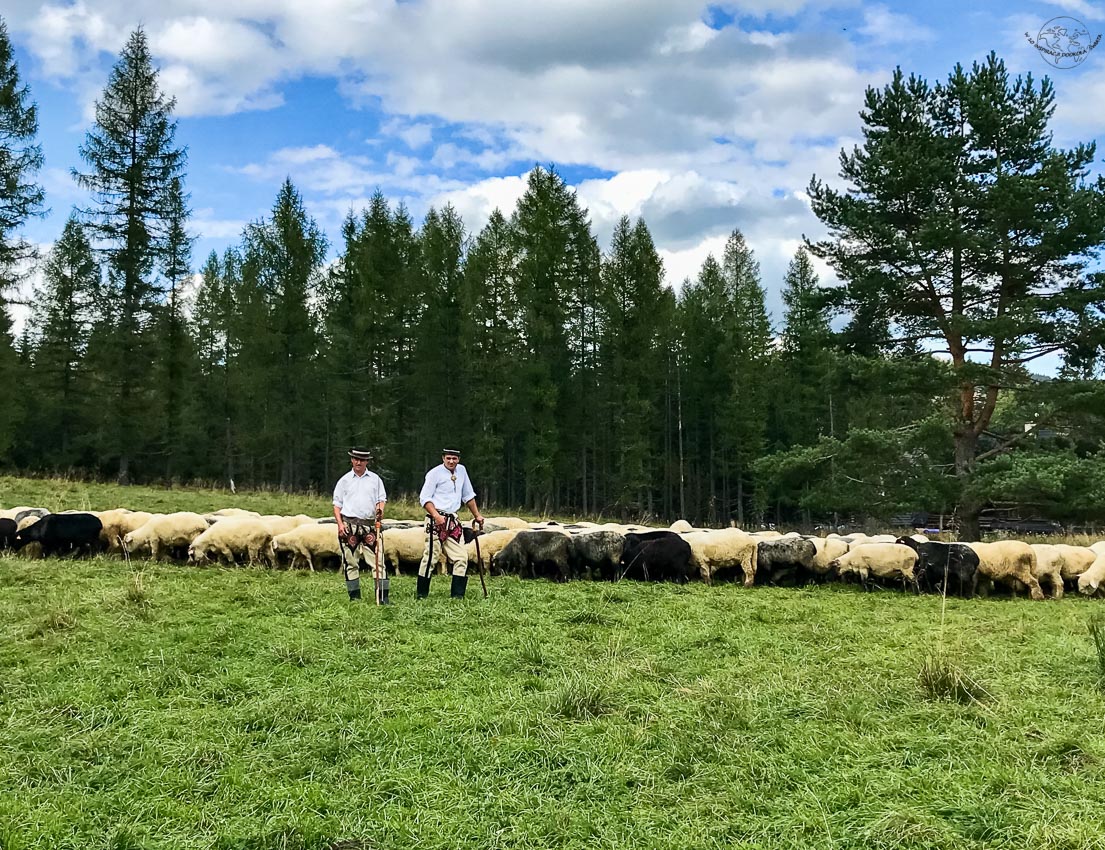 Wiosenny redyk w Małopolsce