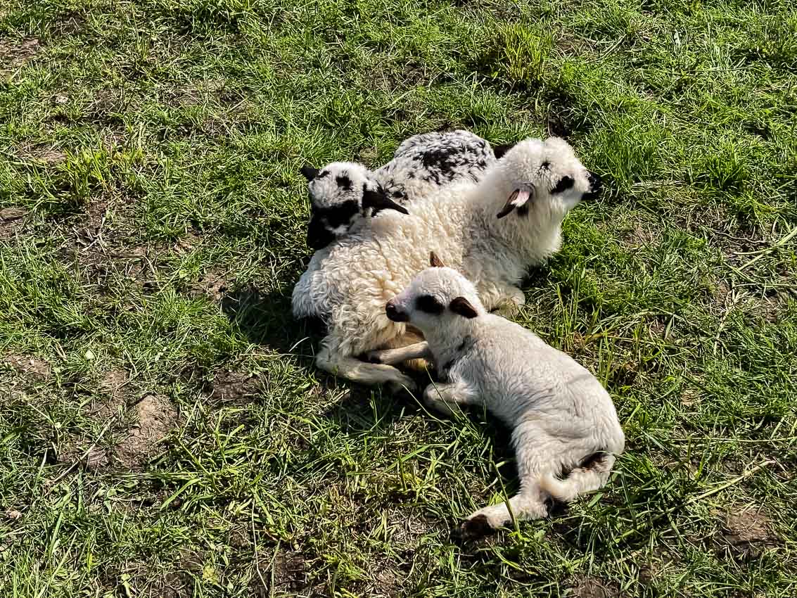 Wiosenny redyk w Małopolsce